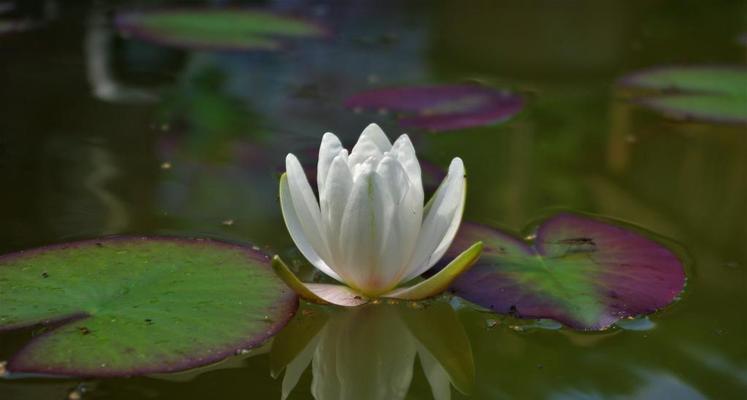 水草开花的神秘寓意（探究水草开花的意义和象征）