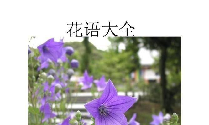 四叶草的花语与寓意（幸运之源）