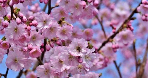 以桃花代表生肖的祥瑞寓意（桃花在十二生肖中的象征意义与故事）