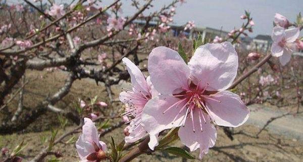 桃花的象征意义及文化内涵（探索桃花在历史）