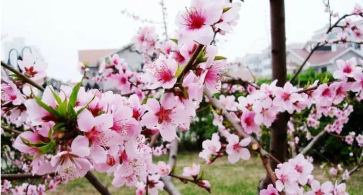 桃花的象征意义（桃花的美丽与多样性）