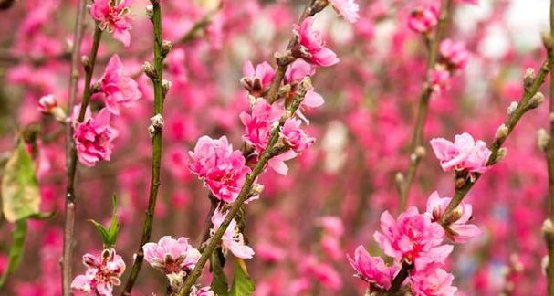 桃花的象征意义（桃花的美丽与多样性）