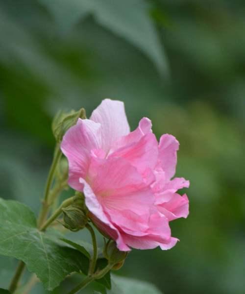 乌鲁木齐市花的美丽与意义（探寻乌鲁木齐市花的故事与象征）