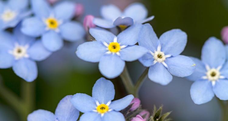 勿忘我花语及其象征的意义（挚爱与永恒——勿忘我花的寓意与传达）