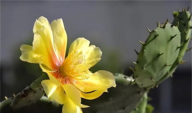 仙人掌花语与寓意（探寻仙人掌的隐藏花语与深层寓意）