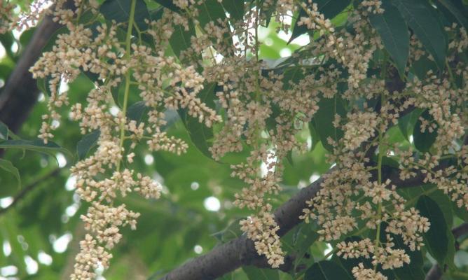 香椿树开花的寓意——传承与希望（祝福新时代）