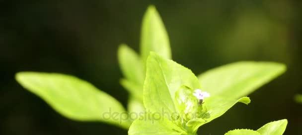 玄参科植物的共性特征（探寻玄参科植物的奥秘）