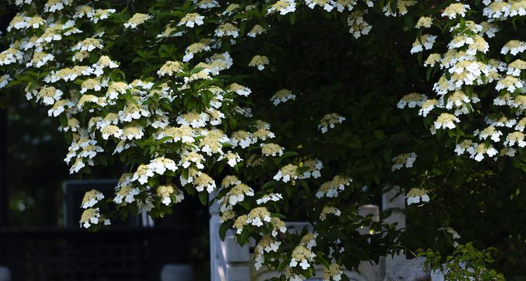 扬州市花琼花的象征与寓意（揭秘扬州市花琼花的秘密）