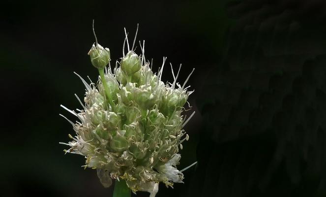 洋葱盛开的花朵与无尽希望（洋葱花的美丽之谜与花语解读）