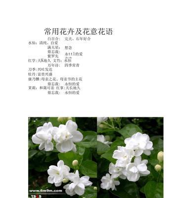 洋甘菊的花语与寓意（一朵花的多重象征与深远寓意）