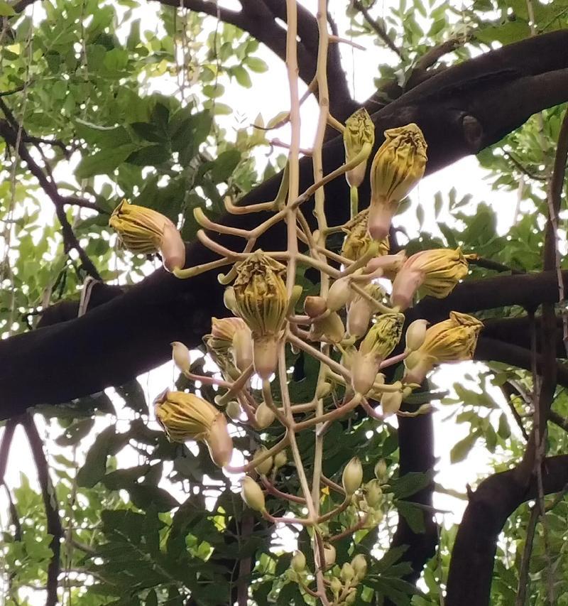 以一抹香开花（如何欣赏和理解花开的意义）