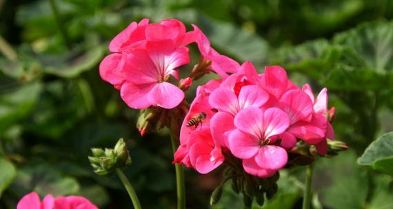 花开重逢（揭秘重逢花语）