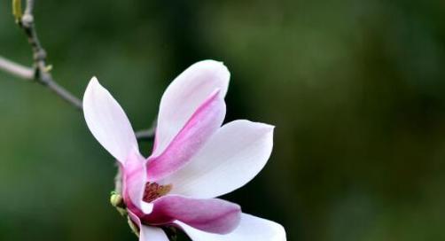 玉兰花的花开次数与其寓意和预兆（揭示玉兰一年开几次花的奥秘及其象征意义）