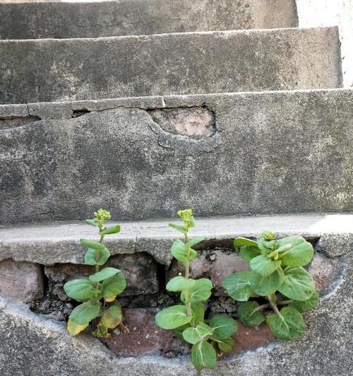 坚强的植物与人生哲学（探寻植物世界中的力量与意义）