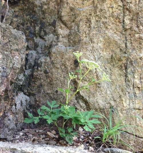 坚强的植物与人生哲学（探寻植物世界中的力量与意义）