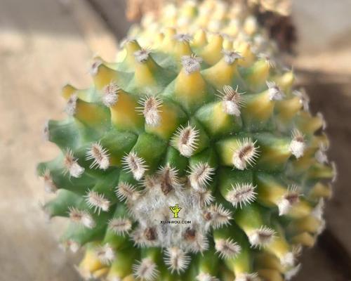 "Cactaceae"：揭示仙人掌家族的身份与特征