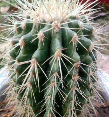 仙人掌植物叶子的特点及其适应环境的（探索仙人掌植物叶子独特的生态特征与形态结构）