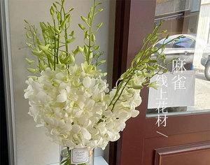 以洋兰花代表的作用（洋兰花的象征意义与特点）