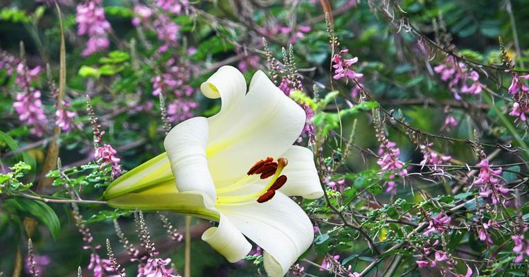 野百合的花语与寓意（探索自由）