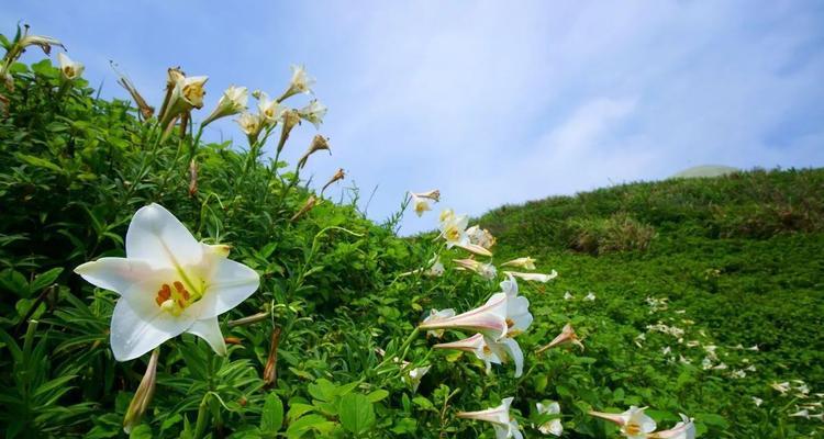 野百合的花语与寓意（探索自由）