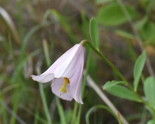 野百合的花语与寓意（探索自由）