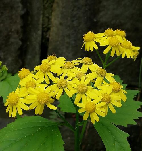 野菊花的花语及其象征意义（探究野菊花所传递的情感和价值观）