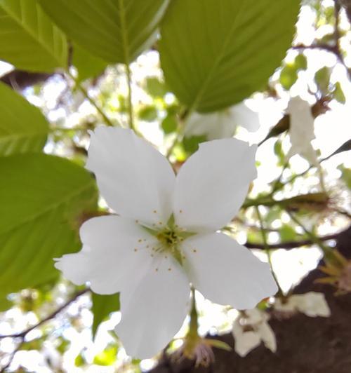 樱桃花盛开的花语（绽放春天的美丽）