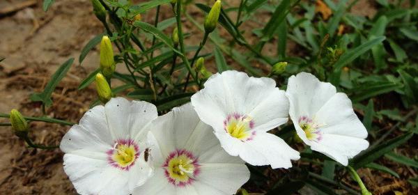 圆叶牵牛花语的寓意与传说（探秘花海中的神奇之花——圆叶牵牛花）