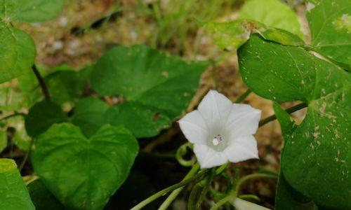 圆叶牵牛花语的寓意与传说（探秘花海中的神奇之花——圆叶牵牛花）