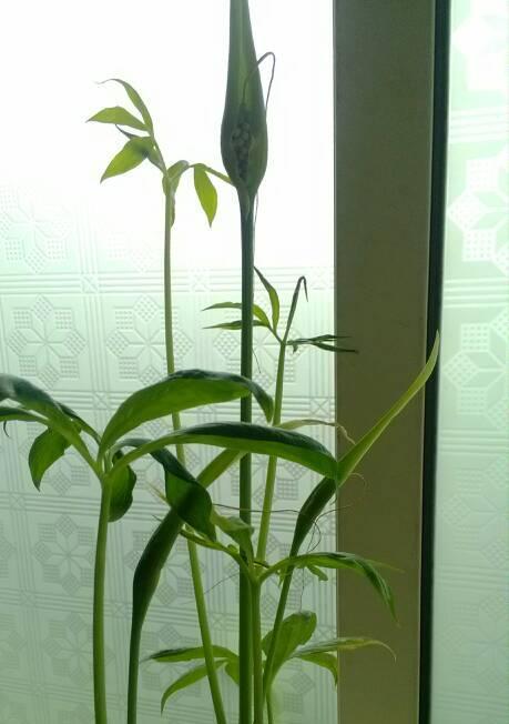 学生教室里适合养什么花卉植物（打造美丽的课堂环境）