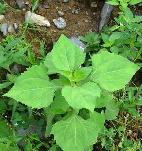 接骨草果实的神奇功效（接骨草果实能直接食用吗）