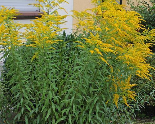 节节草和麻黄草的区别（了解植物分类）