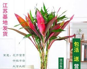 如何养护节节高花，让它更旺盛（从土壤到剪枝）