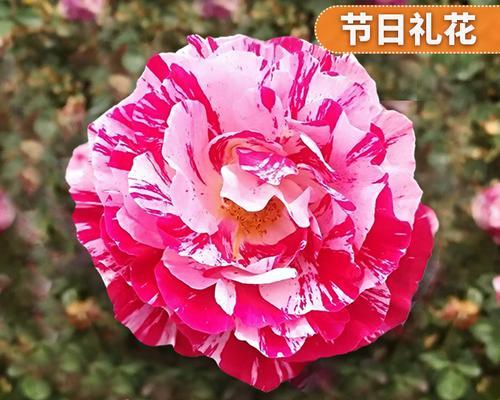 节日礼花月季的优缺点（探究鲜花作为礼物的利与弊）