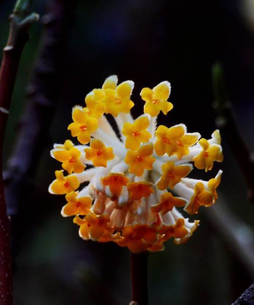 结香花的养殖方法与注意事项（结香花怎么养）