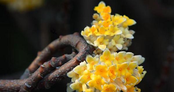 结香花的养殖方法与注意事项（结香花怎么养）