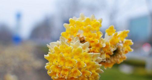 结香花香味有毒吗（解析结香花香味的成分和安全性）