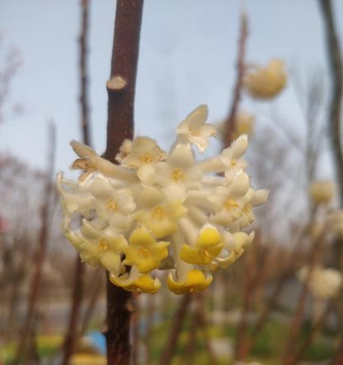 结香花的养殖方法（简单易行的家庭养殖技巧）