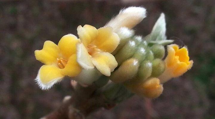 结香开花时间及生长特点解析（探秘结香的开花规律）