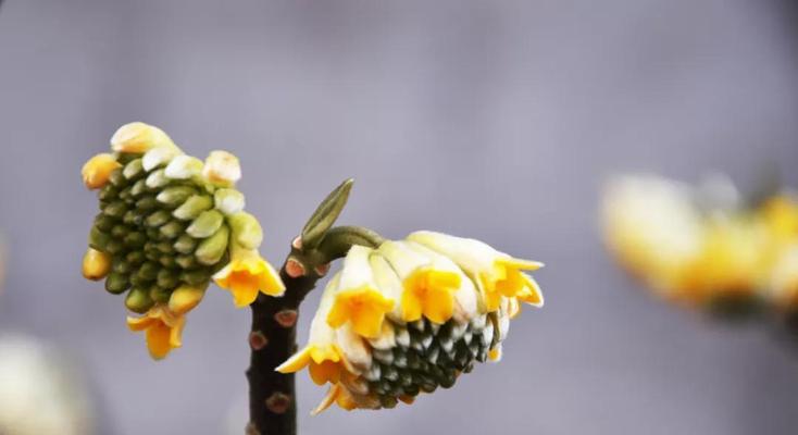 结香开花时间及生长特点解析（探秘结香的开花规律）