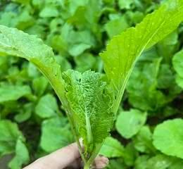 芥菜和芋头的区别与联系（探究两者的来源）