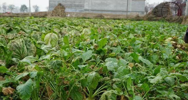 芥菜的最佳播种时间（科学种植）