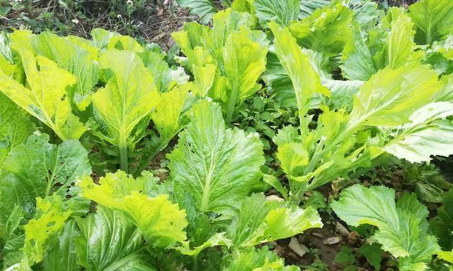 芥菜种植详解（一年几季能种）