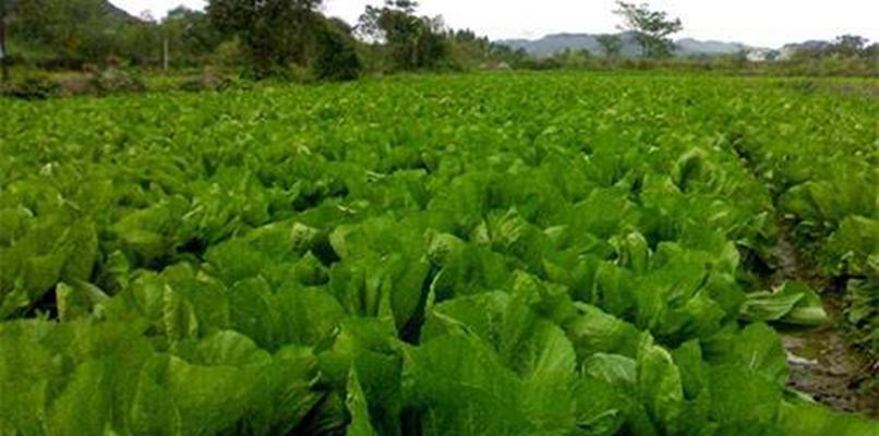 芥菜种植详解（一年几季能种）