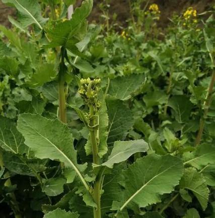 芥兰种植时间与生长周期的全面指南（了解最佳种植时间）