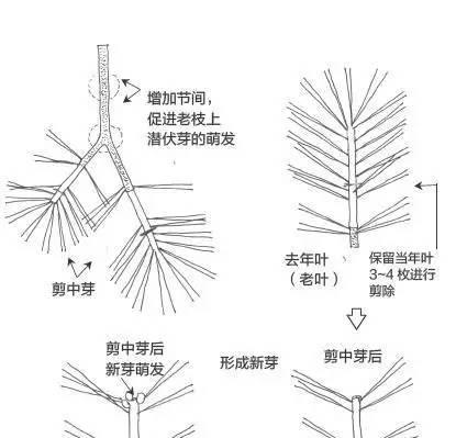 金边龙舌兰修根全攻略（一步步教你如何修剪金边龙舌兰根系）