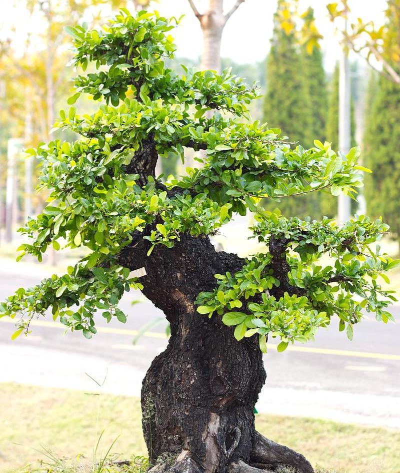 如何修根金弹子（教你快速修根金弹子）