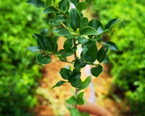 金弹子种子的发芽过程（从种植到发芽）