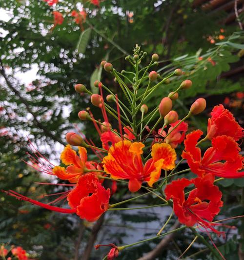 金凤花开花季节和特点（春夏交替）