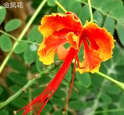 金凤花开花季节和特点（春夏交替）